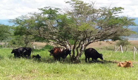 Vacas, aves y árboles-sincronia Perfecta